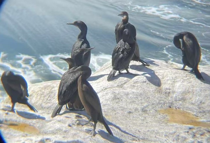 Brandt's Cormorant - ML643560429