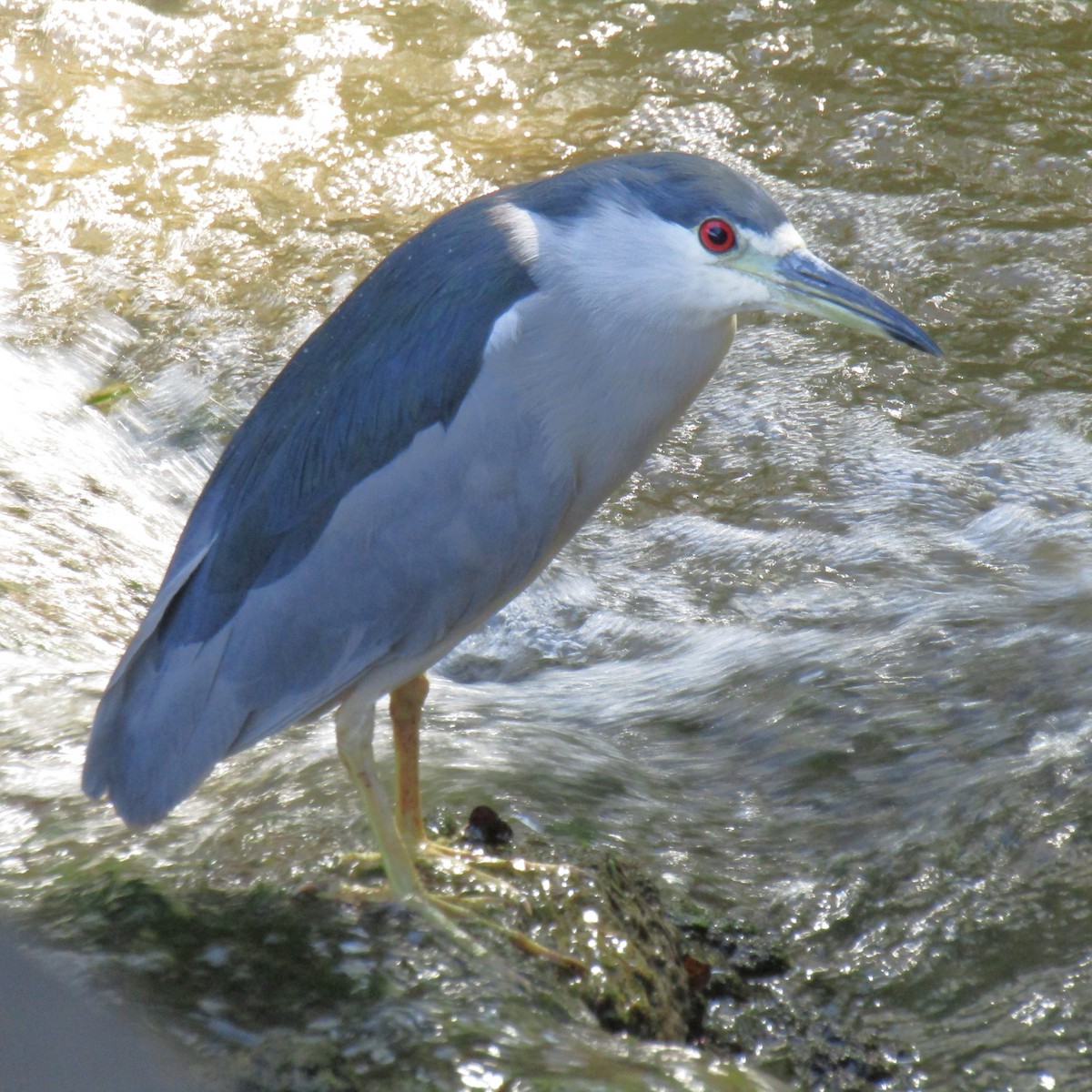 Black-crowned Night Heron - ML643560432