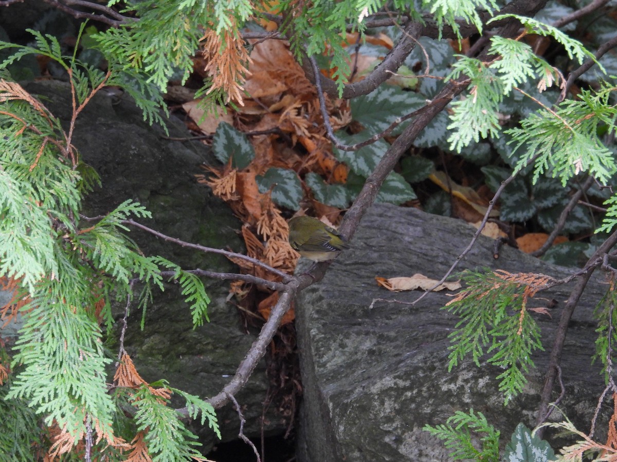 Tennessee Warbler - ML643560433