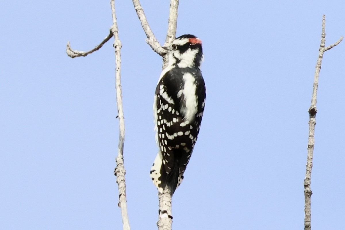 Downy Woodpecker - ML643560434