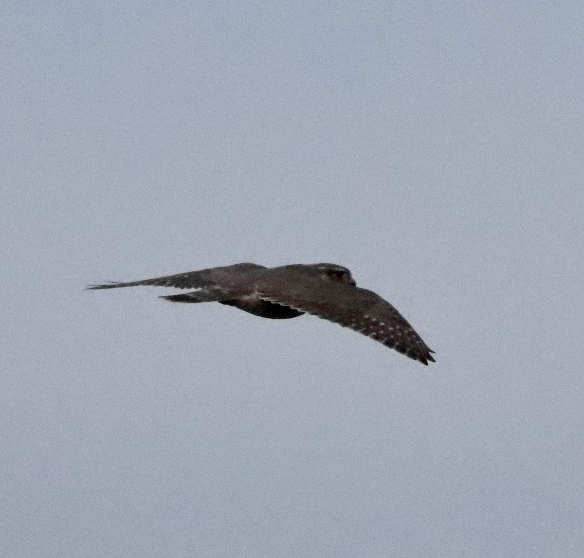 Merlin - ML643560435