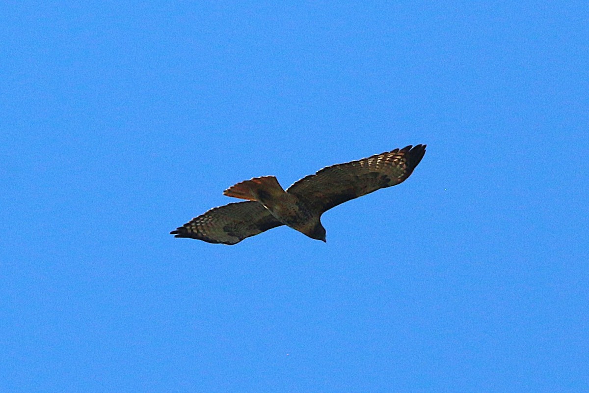 Red-tailed Hawk - ML643560437