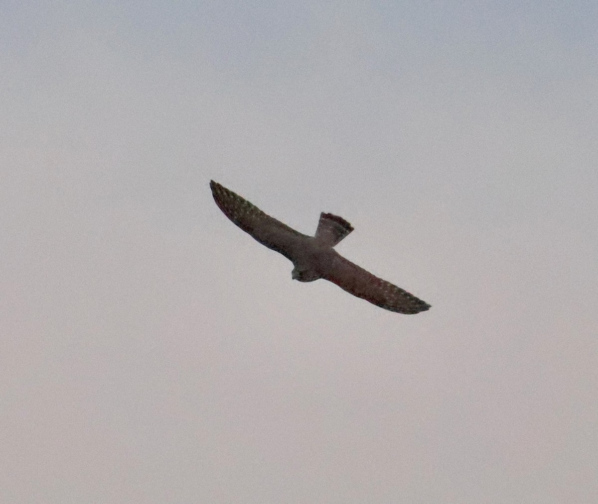Merlin - ML643560438