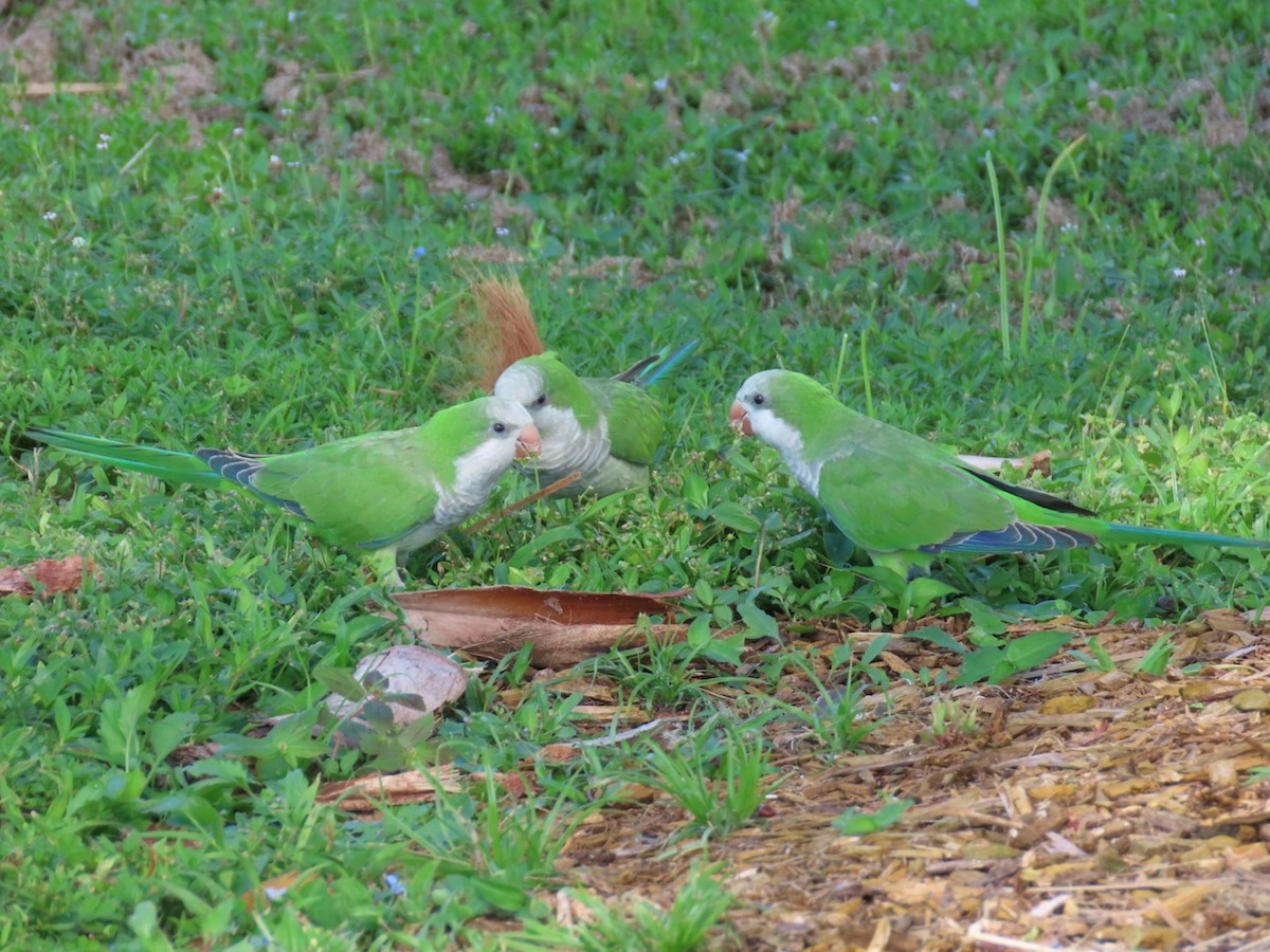 Monk Parakeet - ML643560439