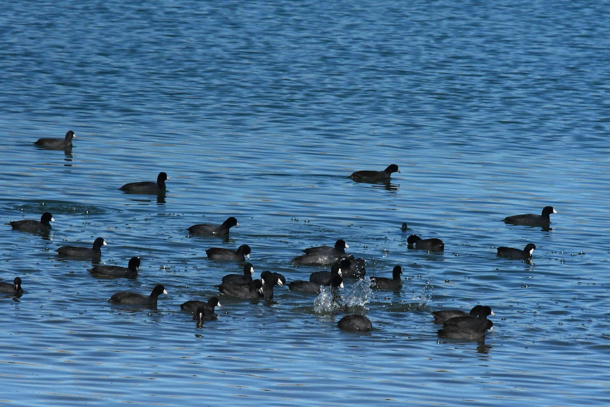 American Coot - ML643560440