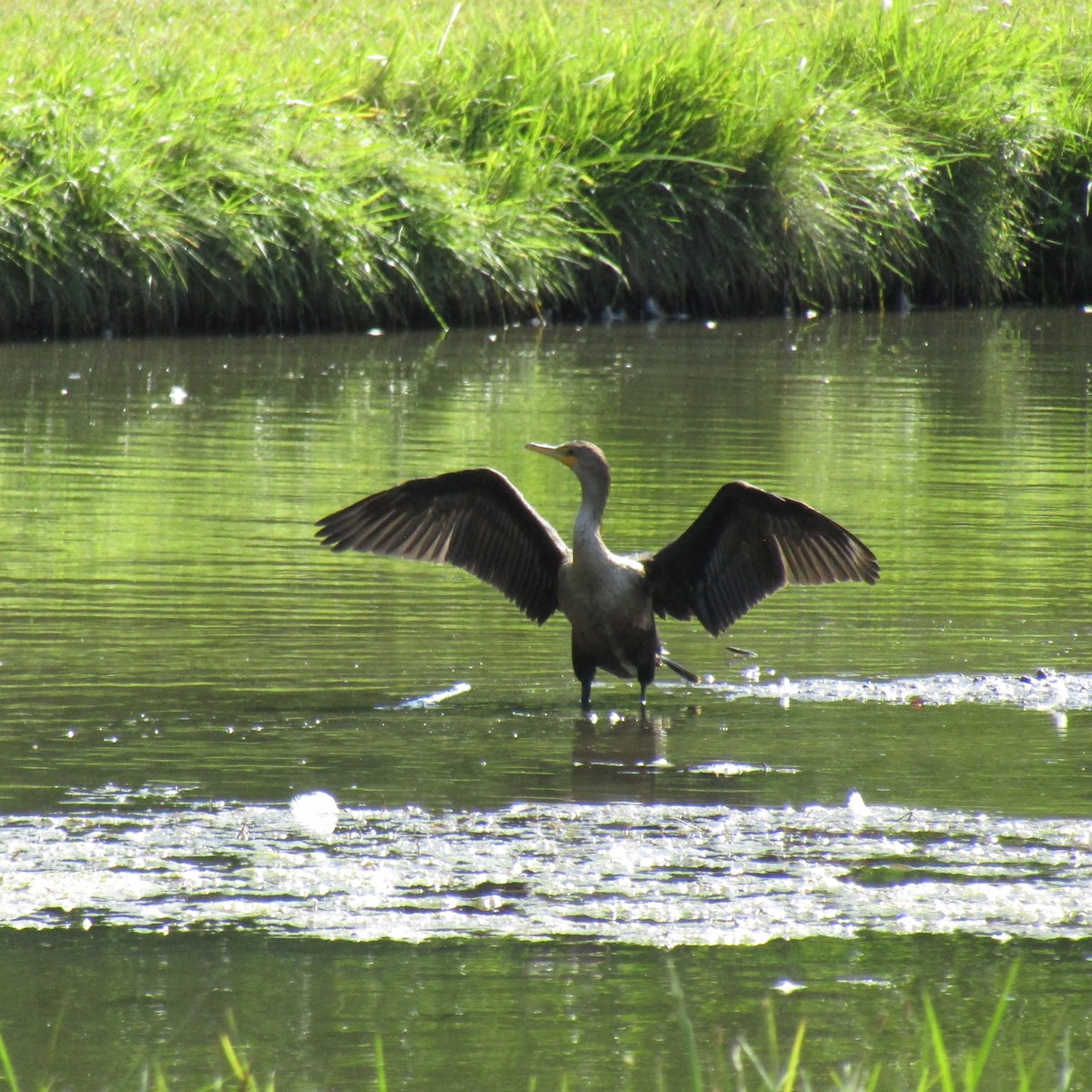 Double-crested Cormorant - ML643560441