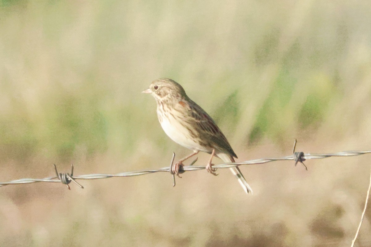 Vesper Sparrow - ML643560442