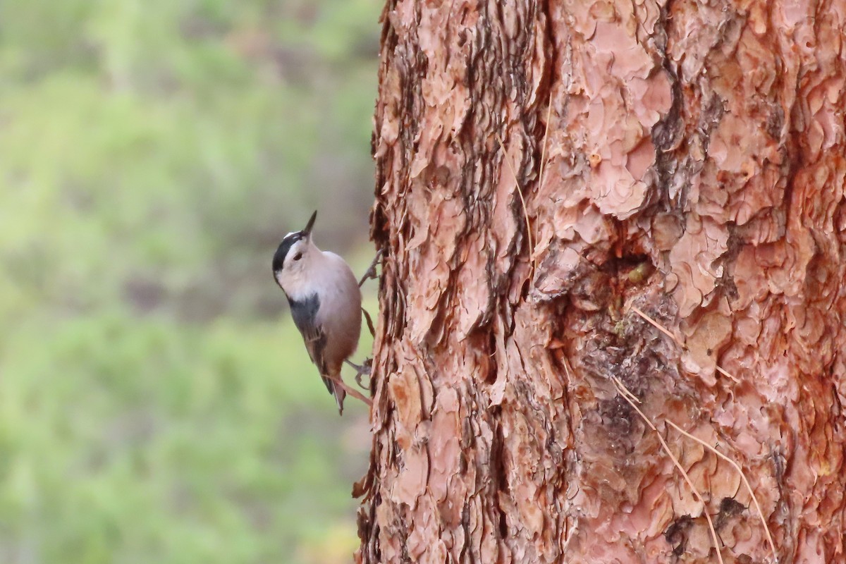 White-breasted Nuthatch - ML643560443