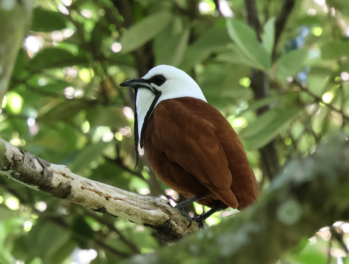 Three-wattled Bellbird - ML643560445