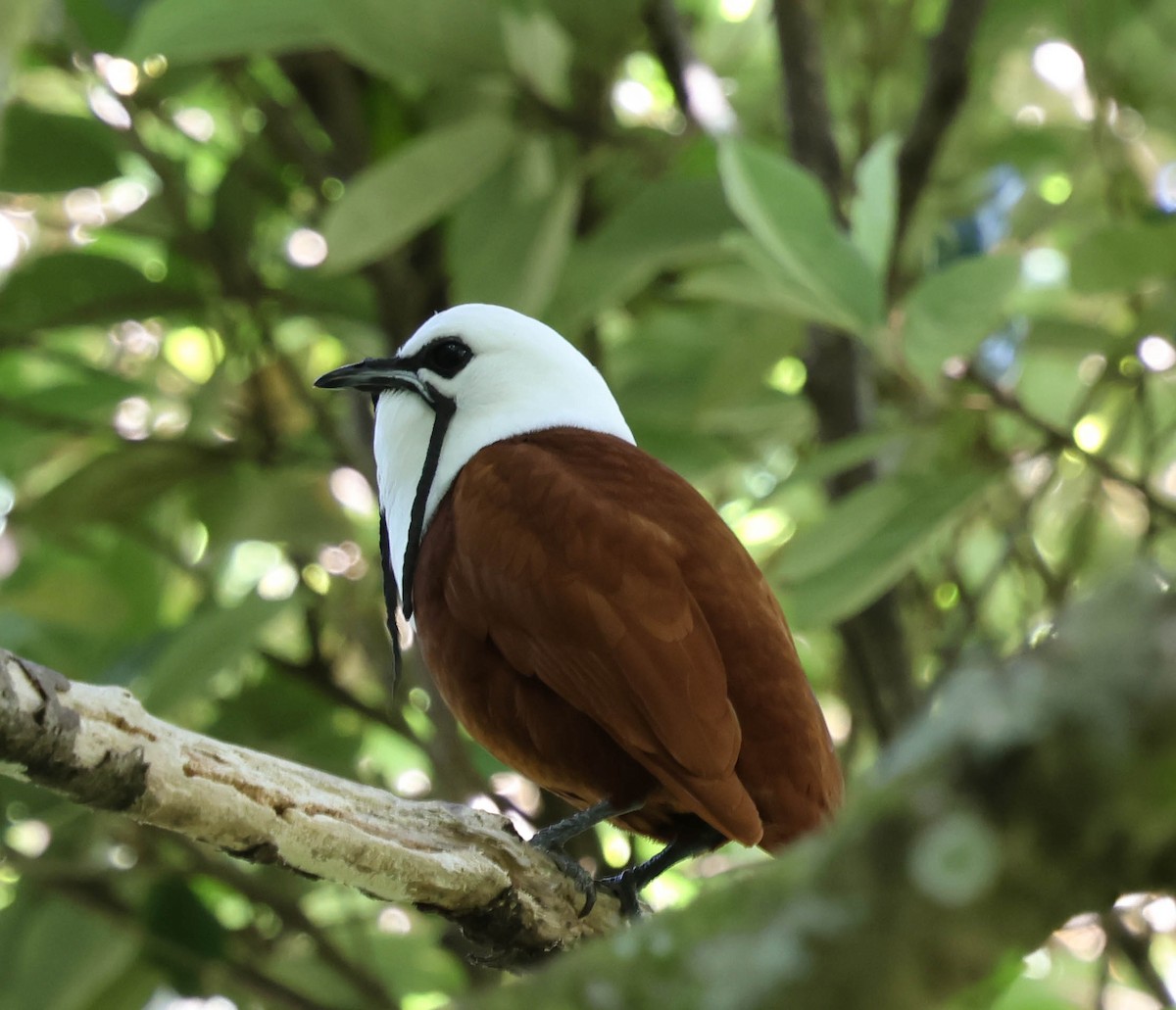 Three-wattled Bellbird - ML643560446