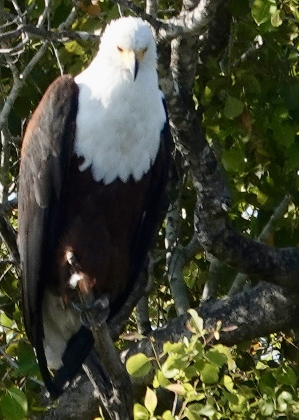 African Fish-Eagle - ML643560447
