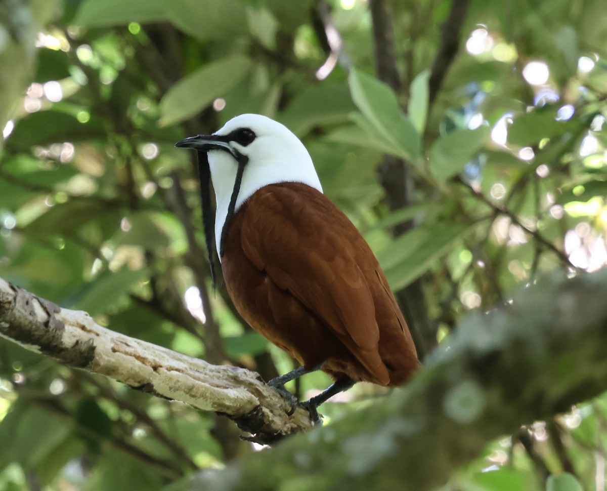 Three-wattled Bellbird - ML643560448