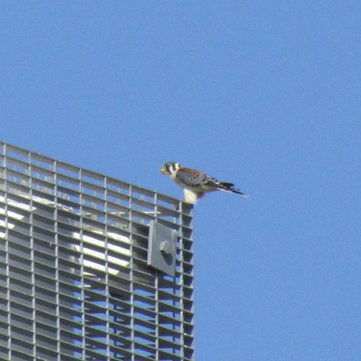 American Kestrel - ML643560451