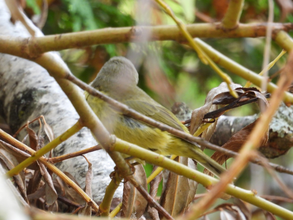 Orange-crowned Warbler - ML643560452
