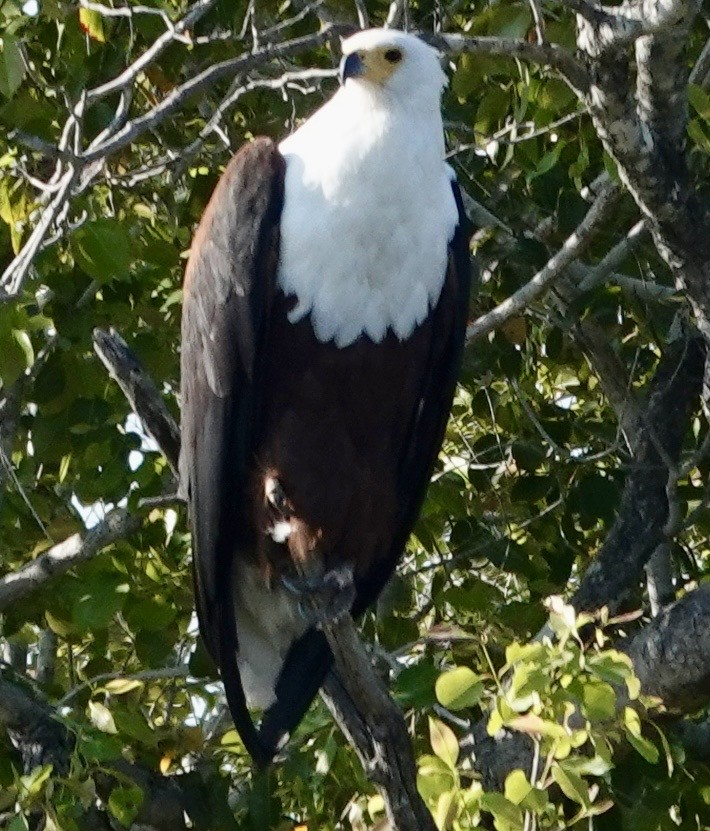 African Fish-Eagle - ML643560453