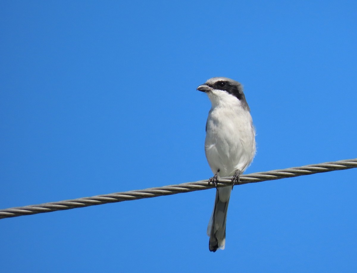 Loggerhead Shrike - ML643560454