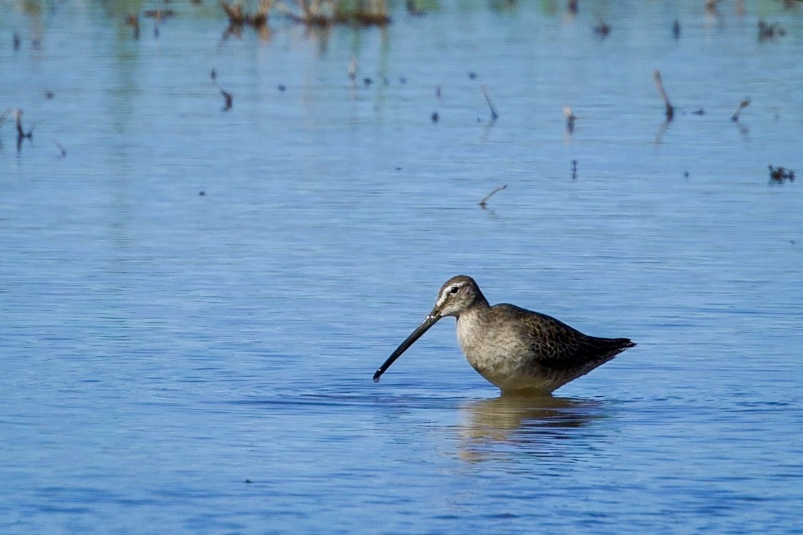 Long-billed Dowitcher - ML643560455
