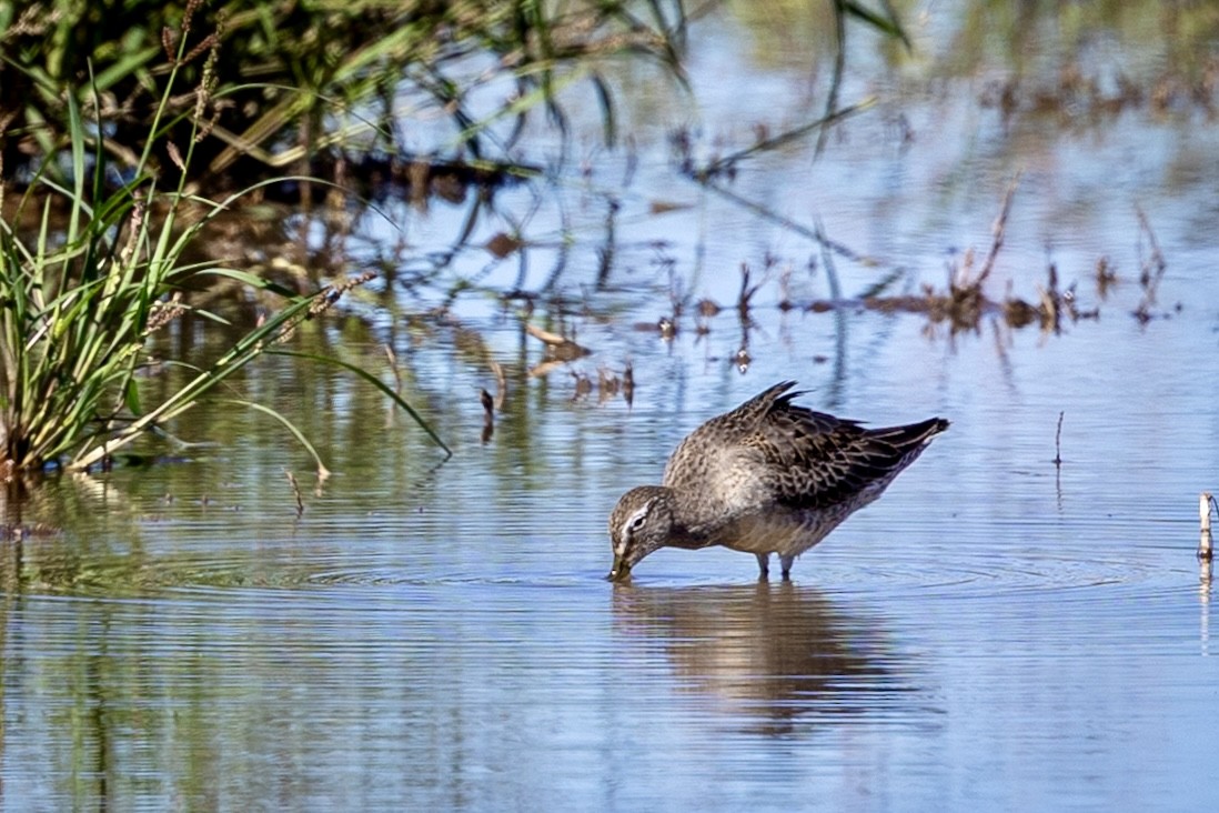 Long-billed Dowitcher - ML643560456
