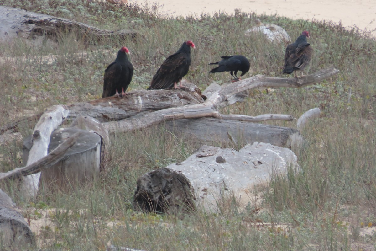 Turkey Vulture - ML643560458