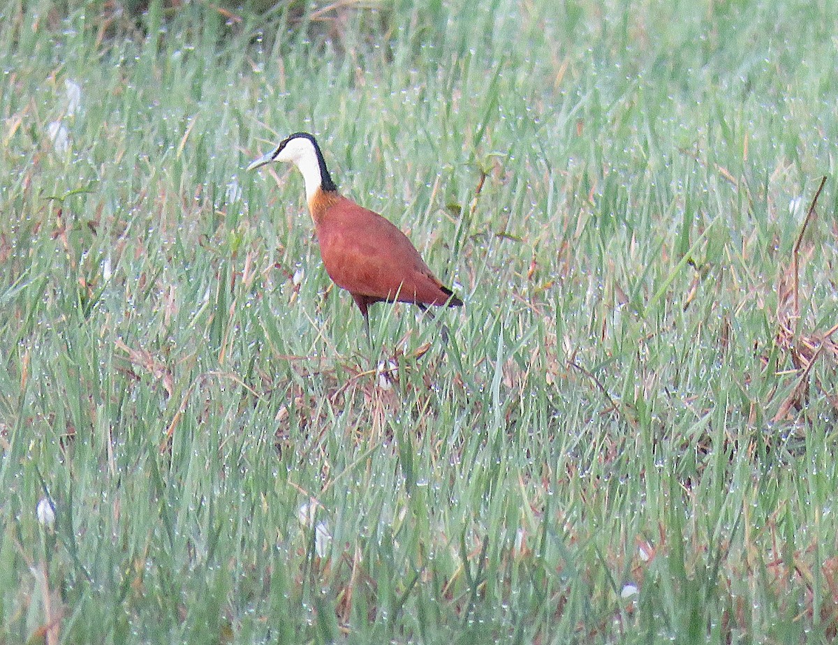 African Jacana - ML643560459