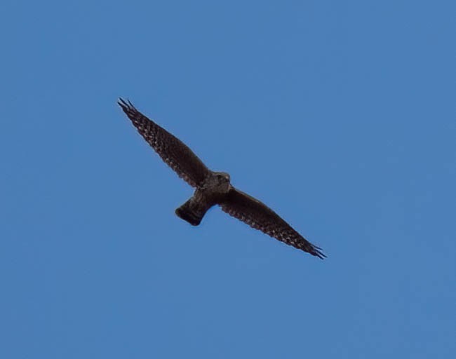 Merlin - ML643560460