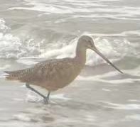 Marbled Godwit - ML643560461