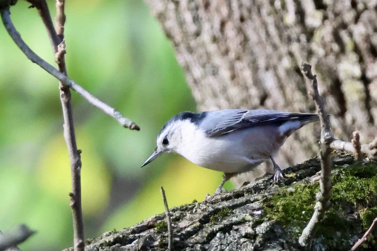 White-breasted Nuthatch - ML643560462