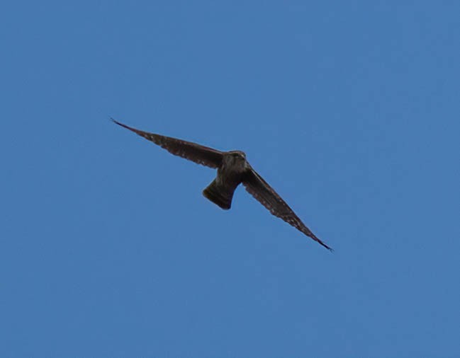 Merlin - ML643560464