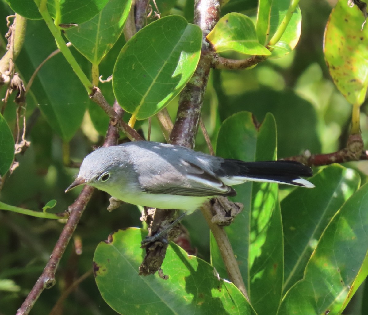 Blue-gray Gnatcatcher - ML643560465