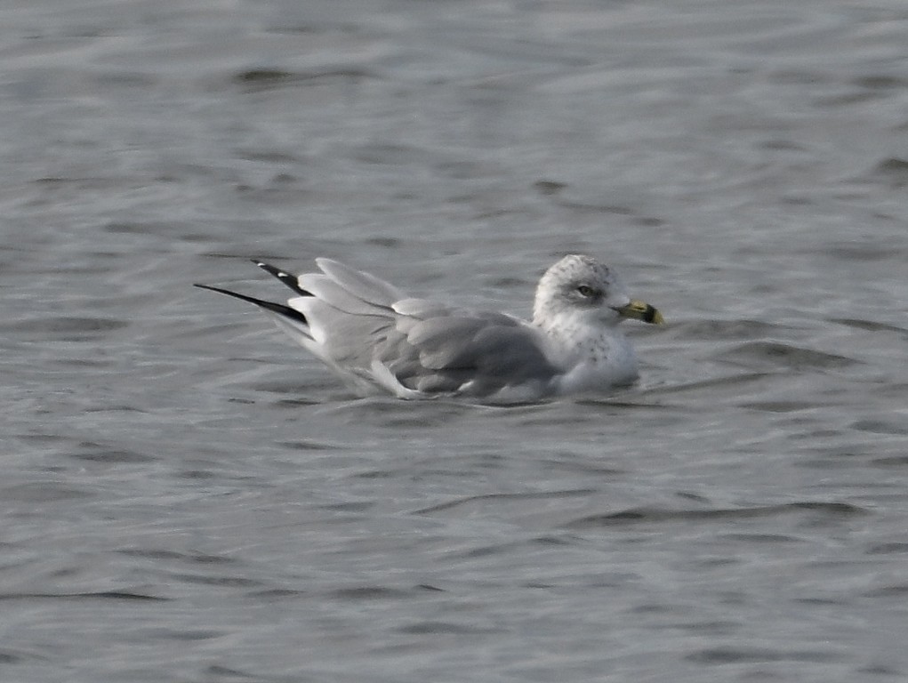 Ring-billed Gull - ML643560466