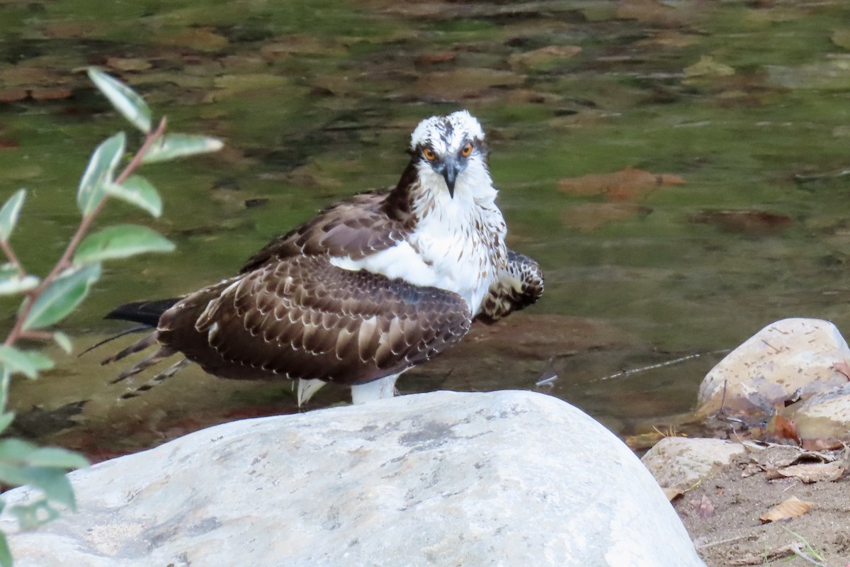 Osprey - ML643560477