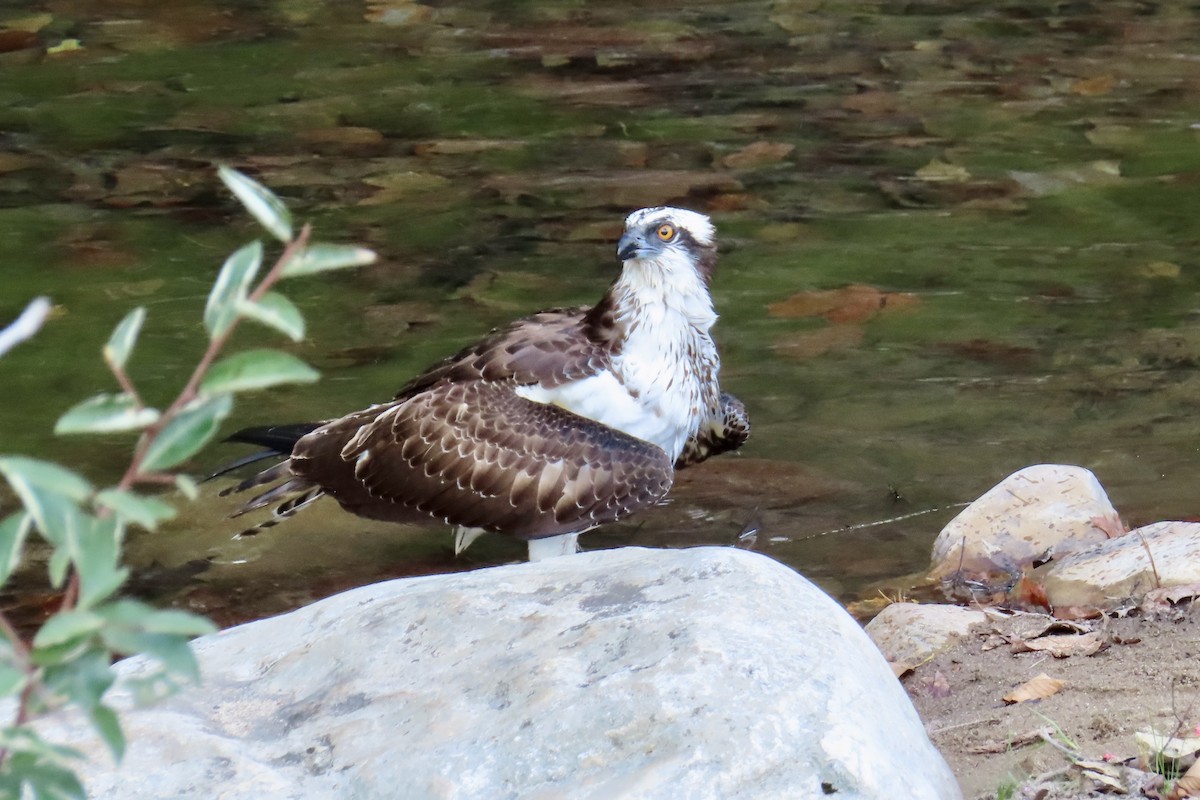 Osprey - ML643560478