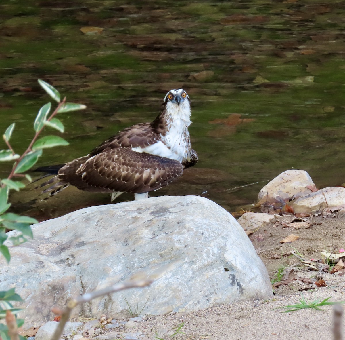 Osprey - ML643560479
