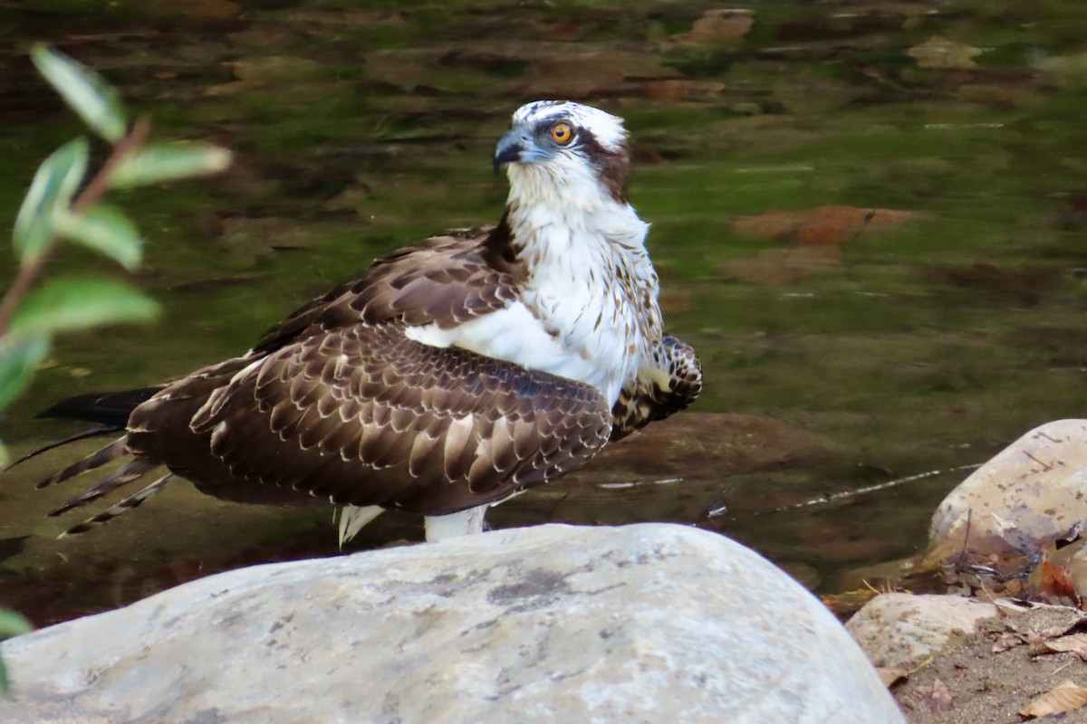 Osprey - ML643560482