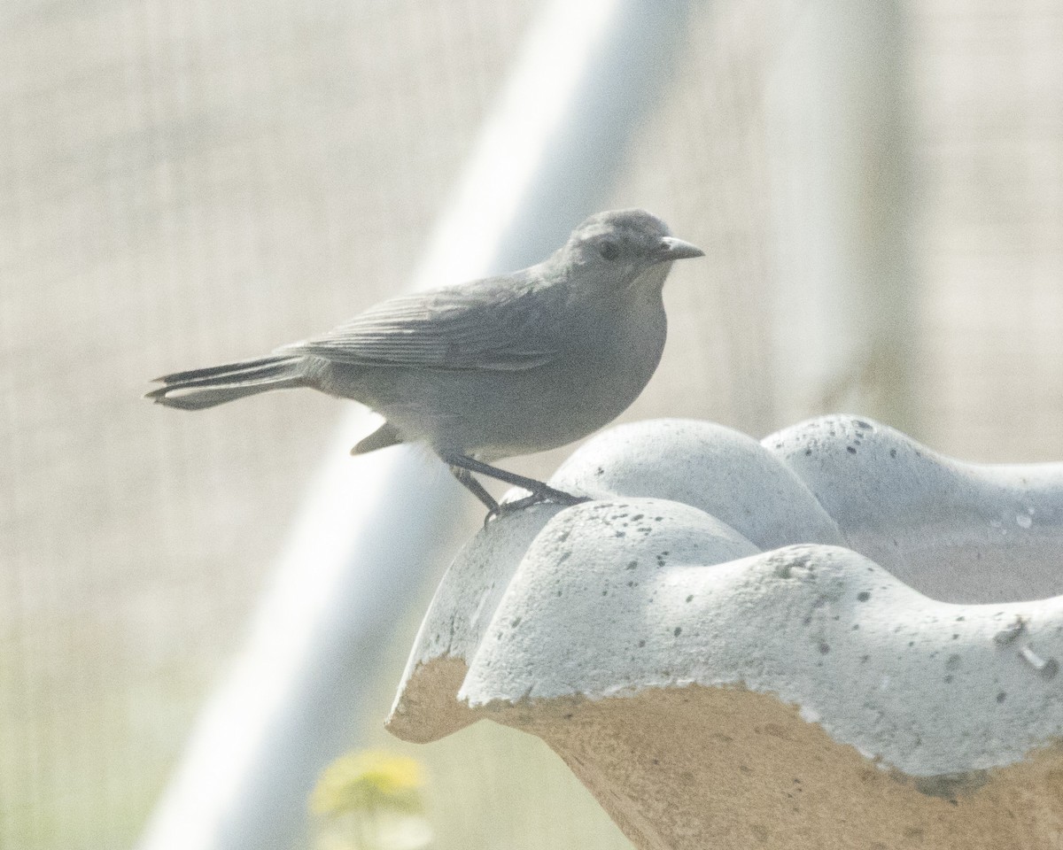 Gray Catbird - ML643560483