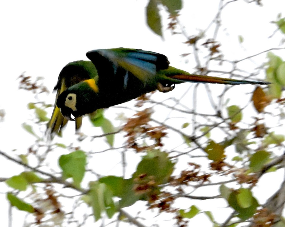 Yellow-collared Macaw - ML643560484