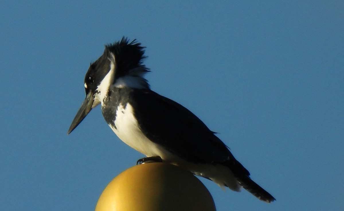 Belted Kingfisher - ML643560490