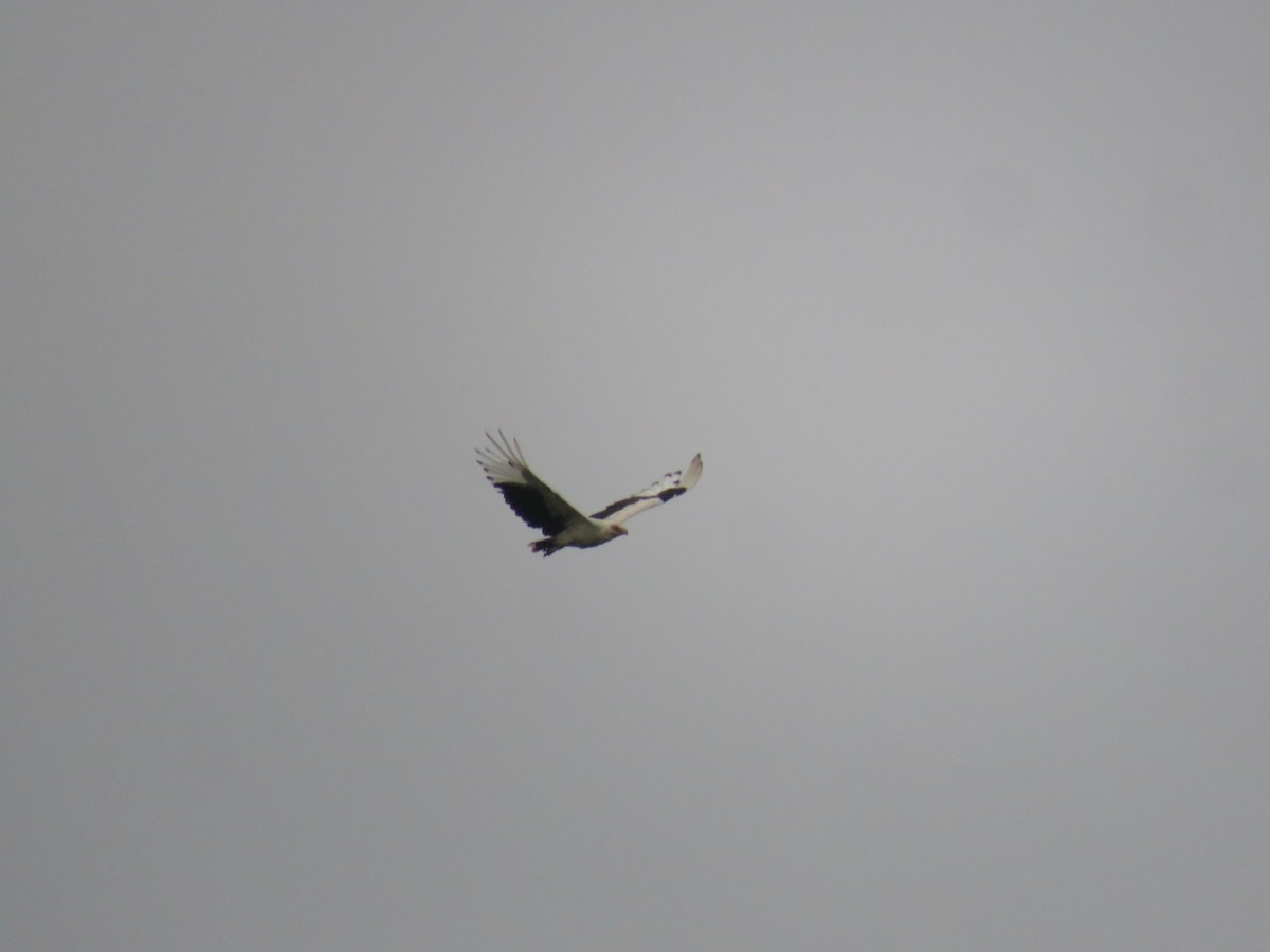 Palm-nut Vulture - ML643560507