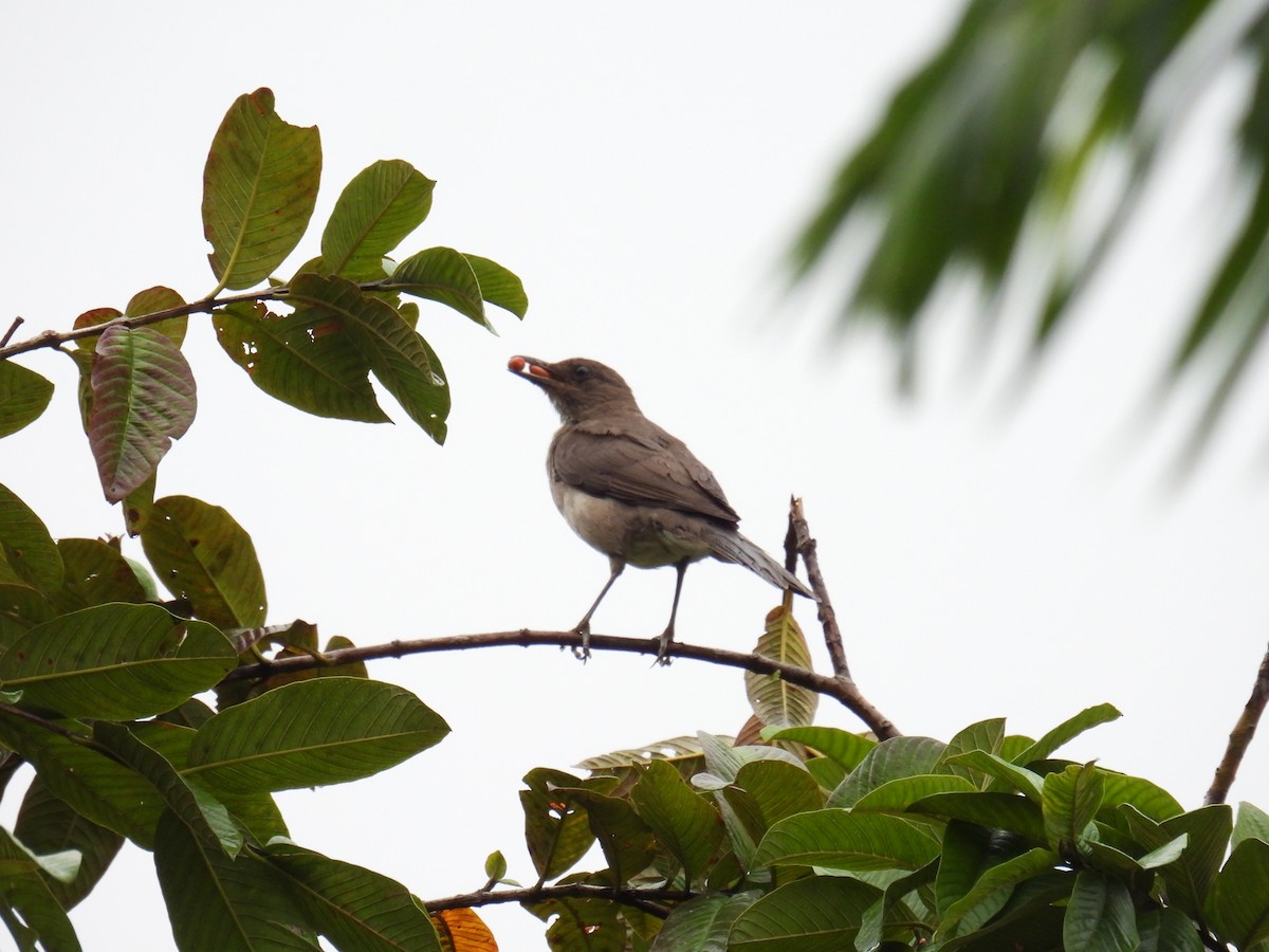 Black-billed Thrush - ML643560517
