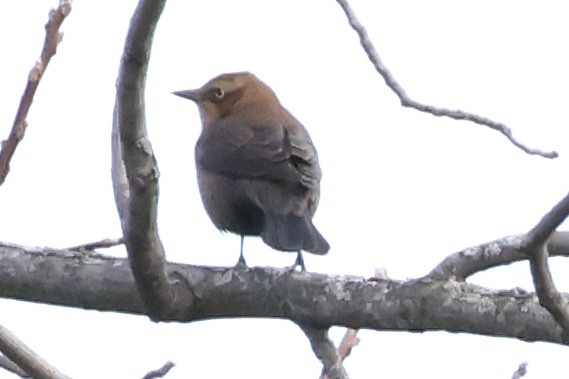 Rusty Blackbird - ML643560519