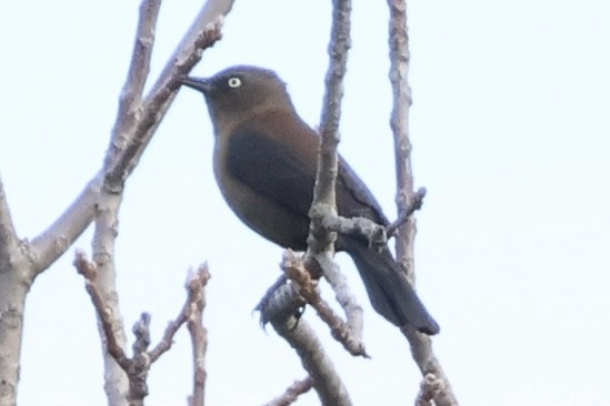 Rusty Blackbird - ML643560520