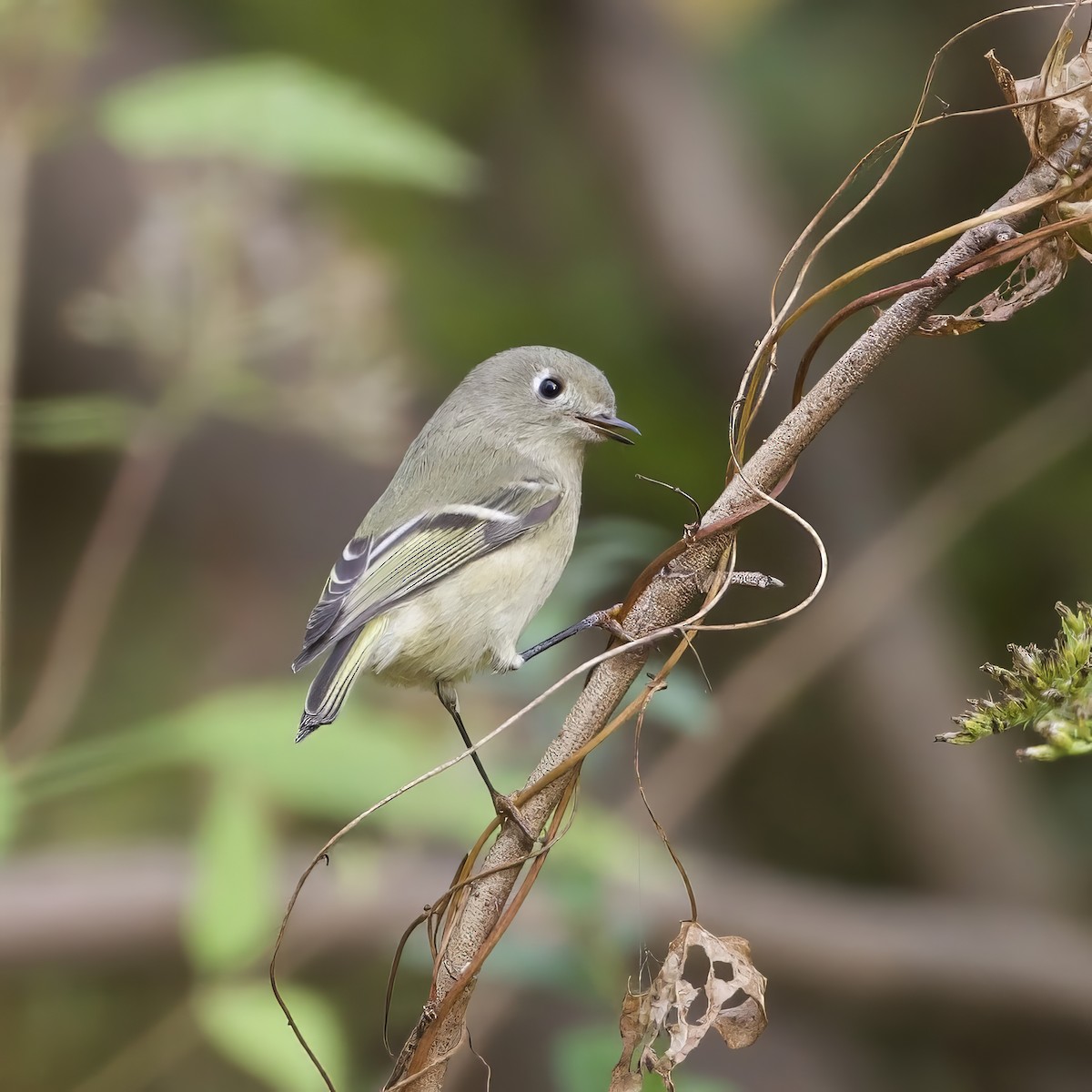 Ruby-crowned Kinglet - ML643560539