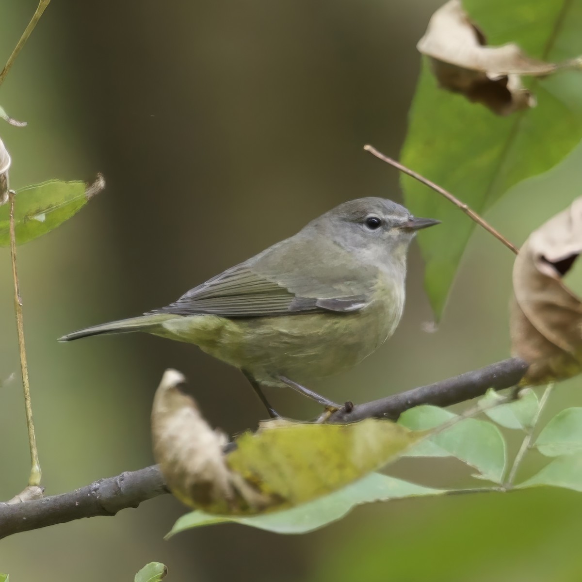 Orange-crowned Warbler - ML643560548