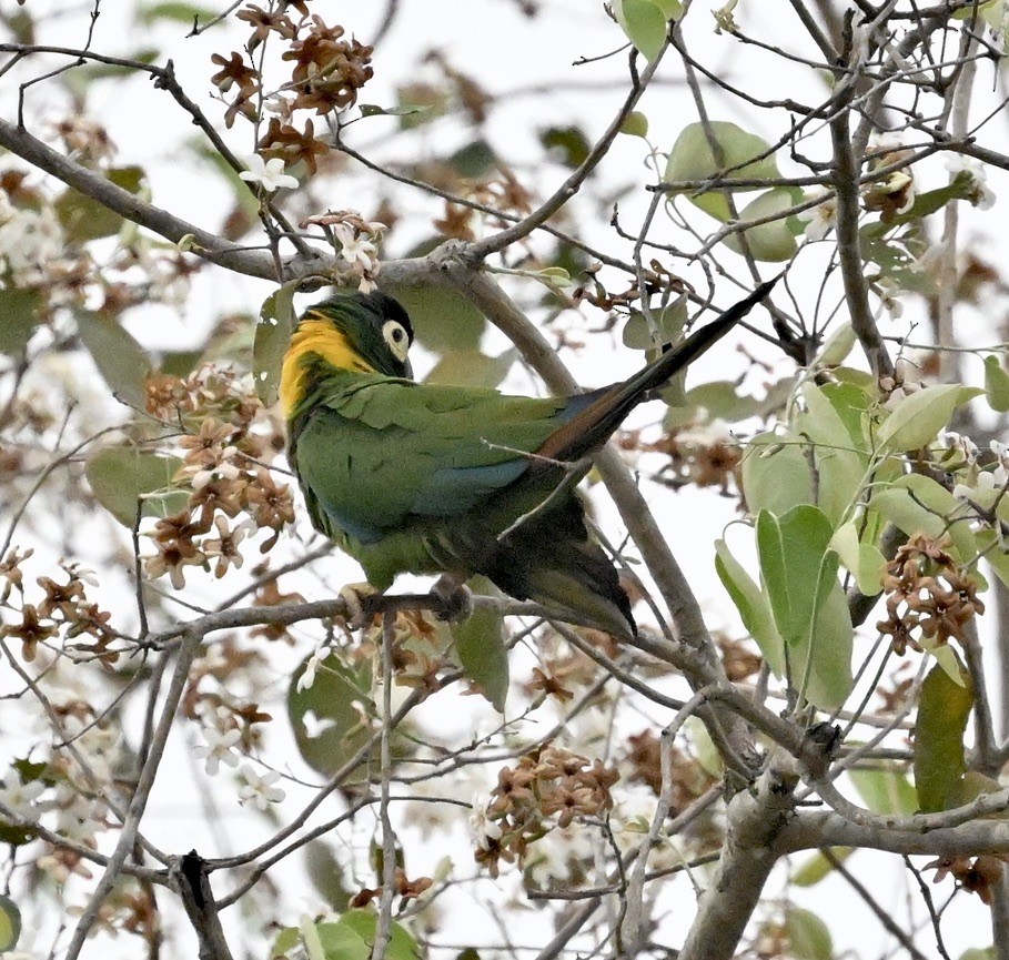 Yellow-collared Macaw - ML643560563