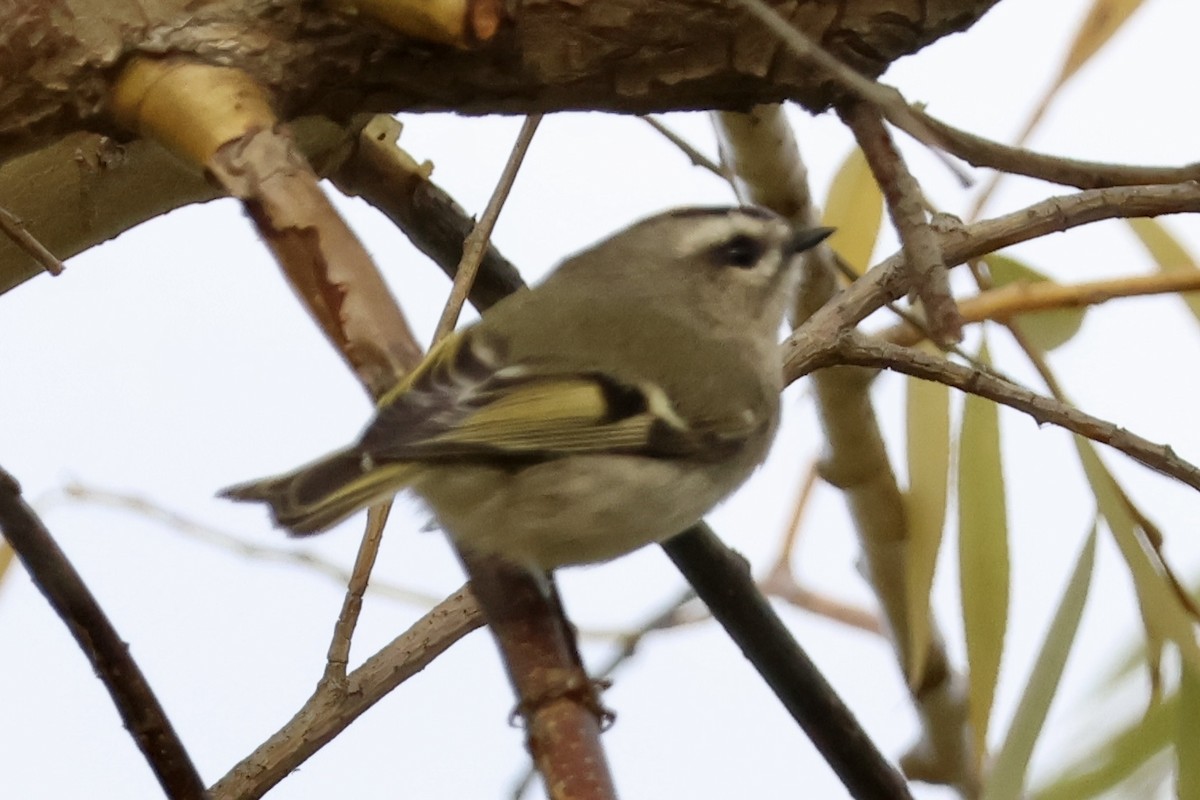 Golden-crowned Kinglet - ML643560571