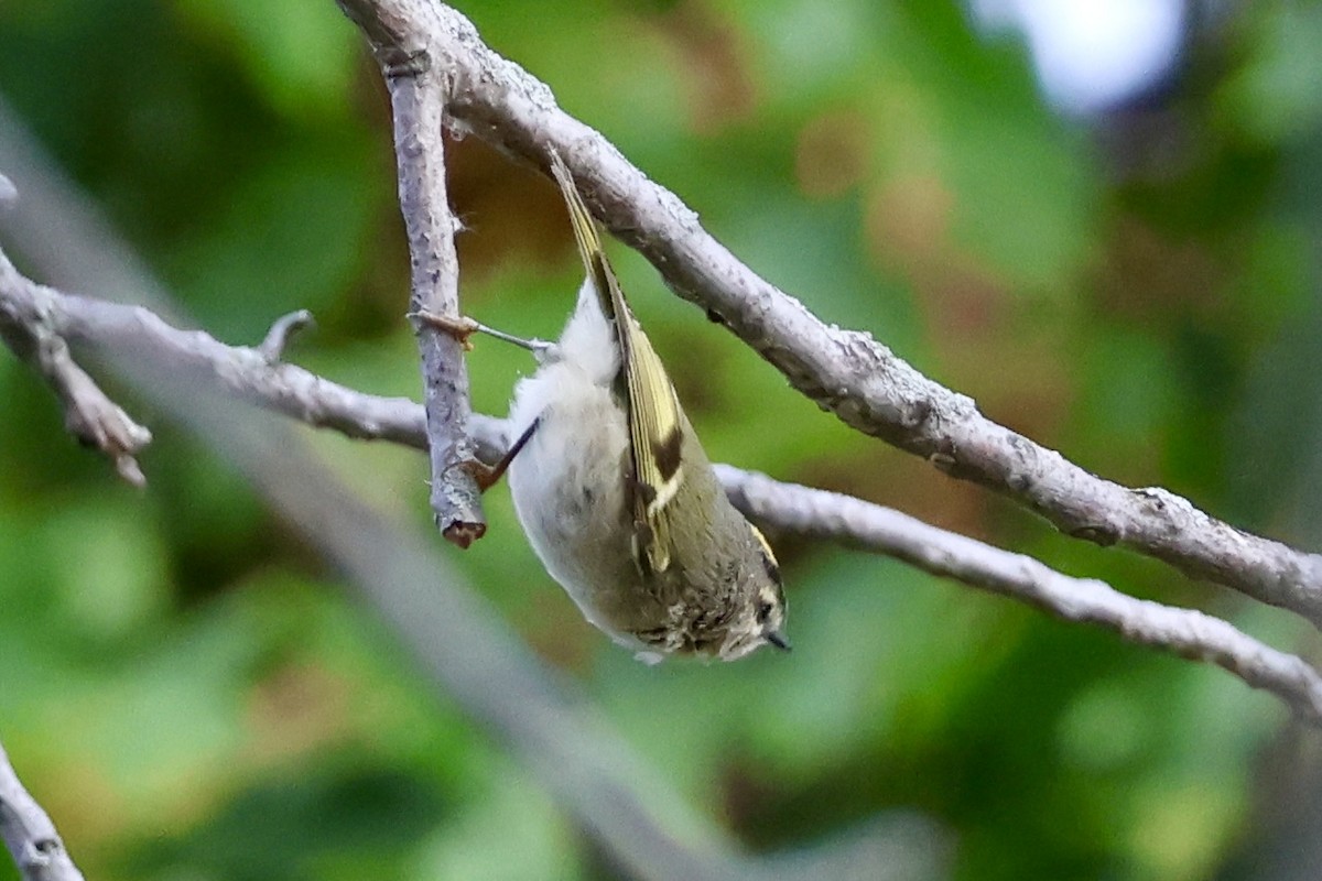 Golden-crowned Kinglet - ML643560572