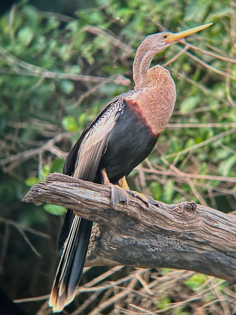 Anhinga - ML643560575