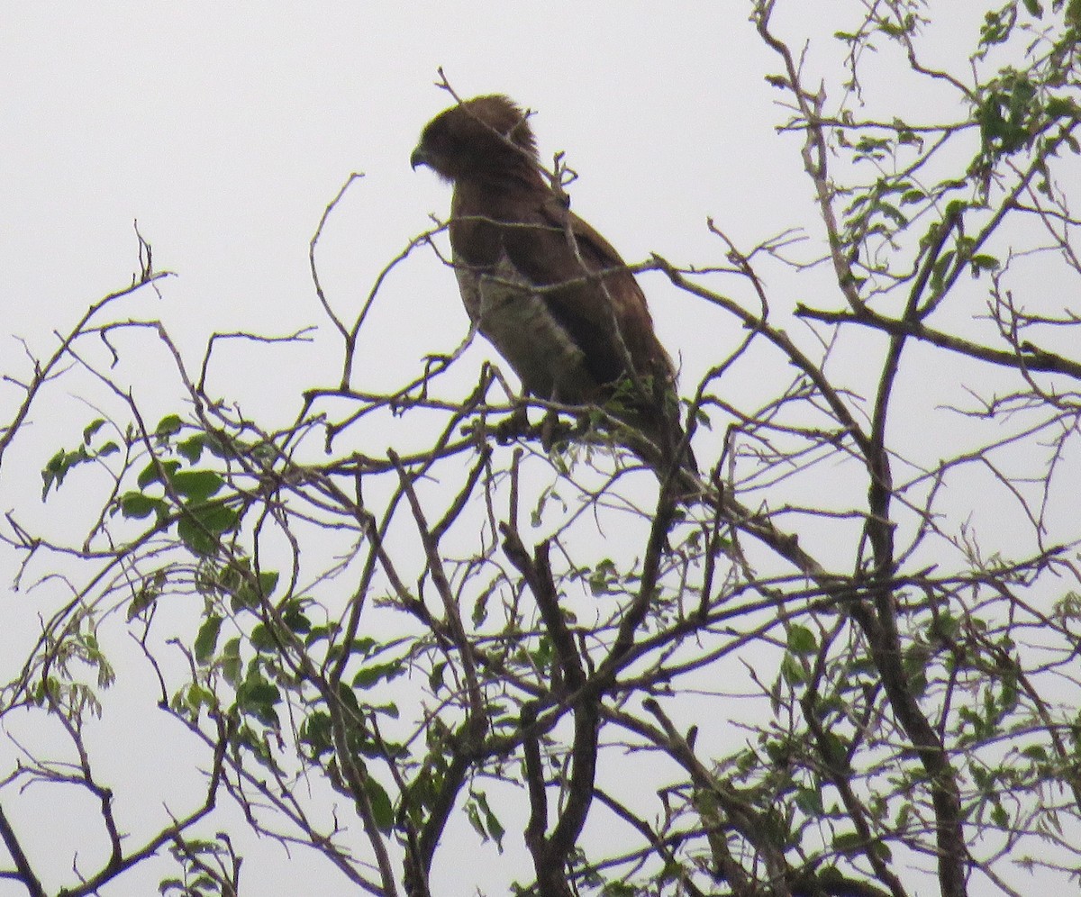 Beaudouin's Snake-Eagle - ML643560578