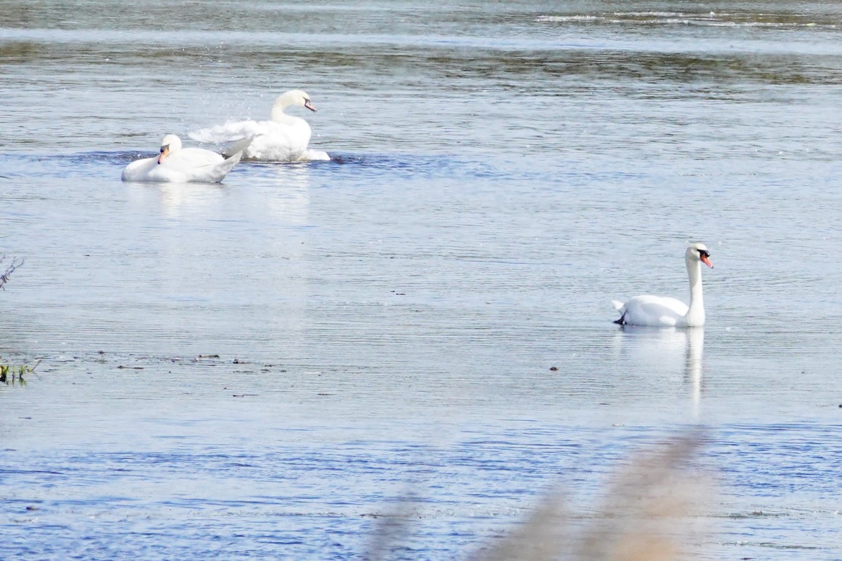Mute Swan - ML643560582