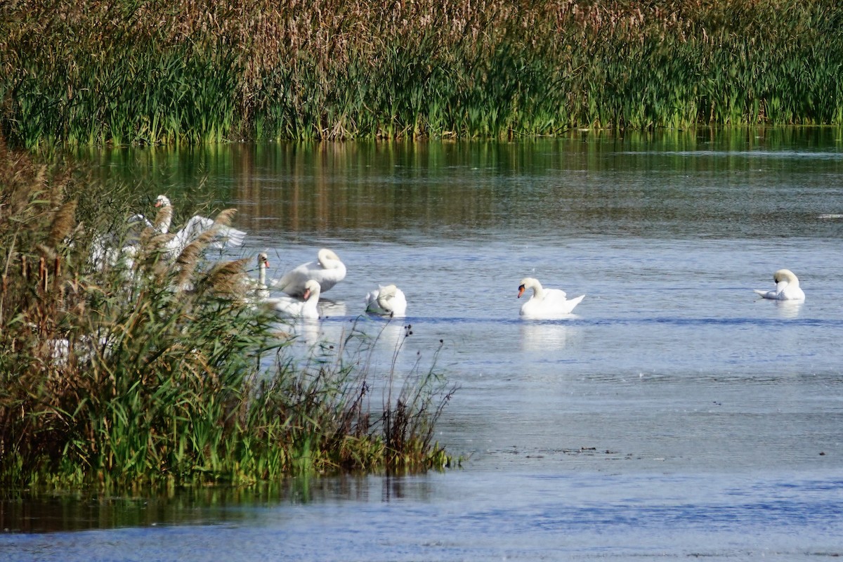 Mute Swan - ML643560583